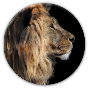 Tablou Sticla Glasspik Ringart GR017 Black Lion, Ø70 cm